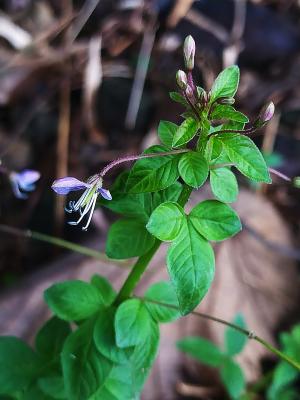 皺子白花菜