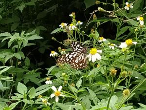 淡紋青斑蝶