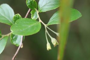 臺灣野茉莉