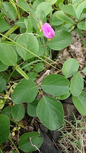 狹刀豆 (濱刀豆)