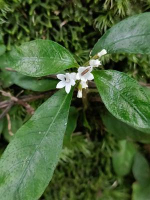 白花蛇根草