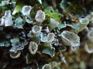 Cladonia pyxidata(喇叭石蕊)