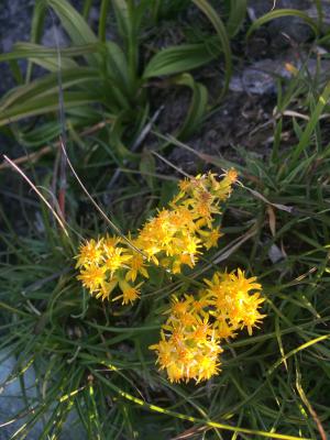 一枝黄花 (金鎖 野黄菊)