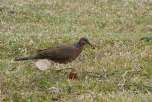 珠頸斑鳩