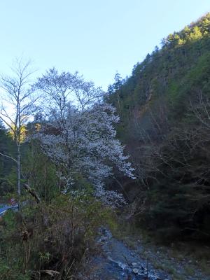 霧社山櫻花