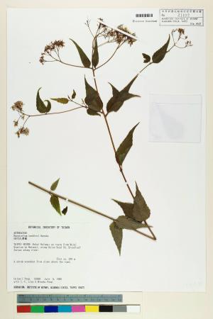 Eupatorium tashiroi Hayata_標本_BRCM 5762