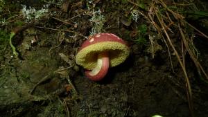 Boletellus obscurecoccineus(深紅條孢牛肝菌)