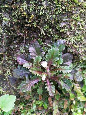 阿里山通泉草