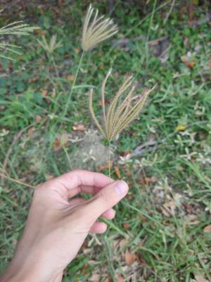 虎尾草、刺虎尾草、孟仁草