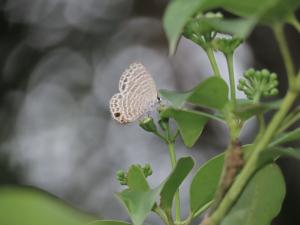 埔里波紋小灰蝶