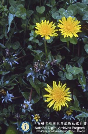 Taraxacum officinale F.H. Wigg._BRCM 6128