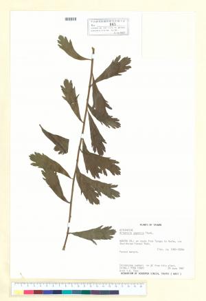 Artemisia japonica Thunb._標本_BRCM 6996