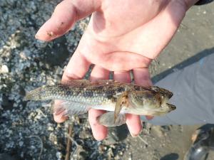 點帶叉舌鰕虎 (斑紋舌鰕虎魚)