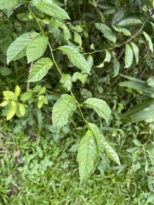 臺灣山桂花