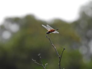 華斜痣蜻