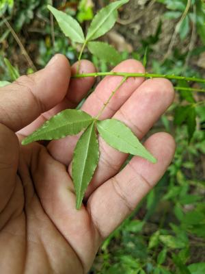 飛龍掌血