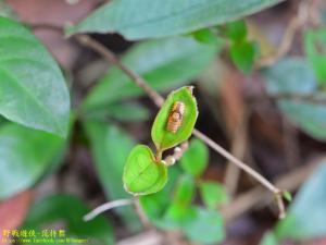 茶柄脈錦斑蛾台灣亞種