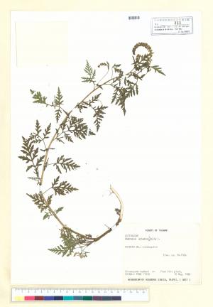 Ambrosia artemisiifolia L._標本_BRCM 5660