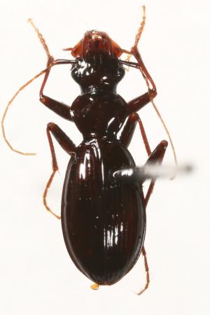 Leistus smetanai_male