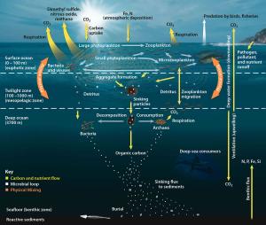 海洋食物網
