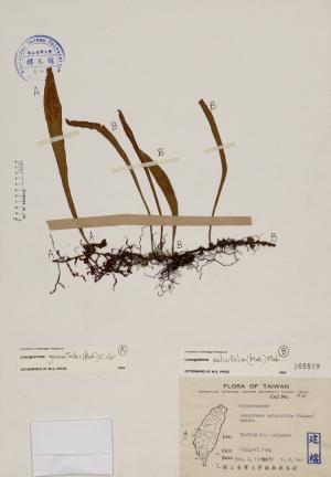 Loxogramme salicifolia (Makino) Makino_標本_BRCM 4049