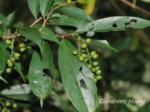 密花五月茶