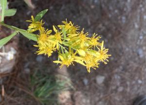 一枝黄花 (金鎖 野黄菊)