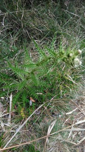 阿里山薊