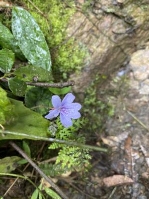 台灣菫菜