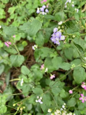 勝紅薊 (藿香薊)