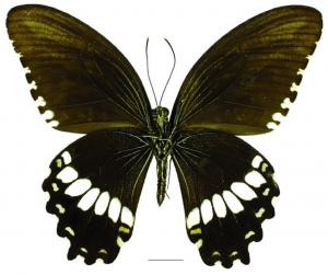 Papilio polytes ledebouria Eschscholtz, 1821 玉帶鳳蝶菲律賓亞種