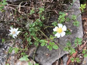 高山薔薇