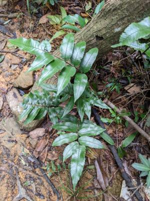 馬鞍山雙蓋蕨