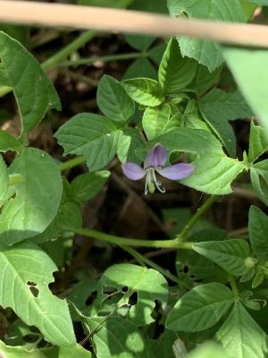 皺子白花菜