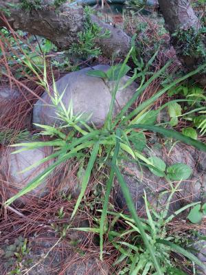 井欄邊草 (鳳尾蕨)