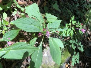 棣慕華鳳仙花