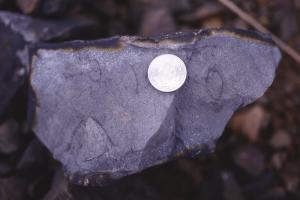 矽化砂岩中的生痕化石