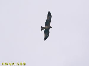 黑鳶