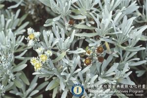 Crossostephium chinense (L.) Makino_BRCM 5327