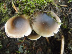 Tricholoma saponaceum(皂味口蘑)