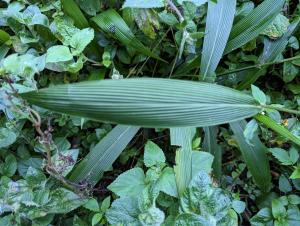 棕葉狗尾草