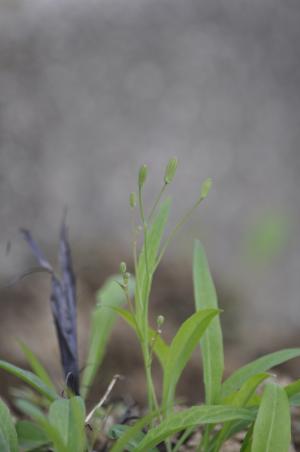 中華小苦蕒 山苦蕒