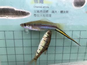 劍尾魚