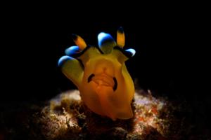 Pikachu Nudibranch