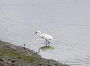 小白鷺