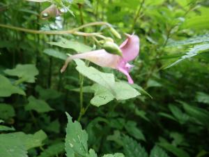 紫花鳳仙花