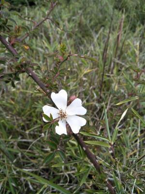 高山薔薇