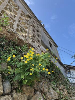 油菊 野菊