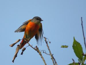 20090728_380333_Minivet_9195.jpg