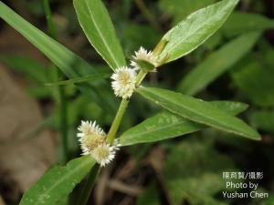 蝦鉗菜 (蓮子草 )